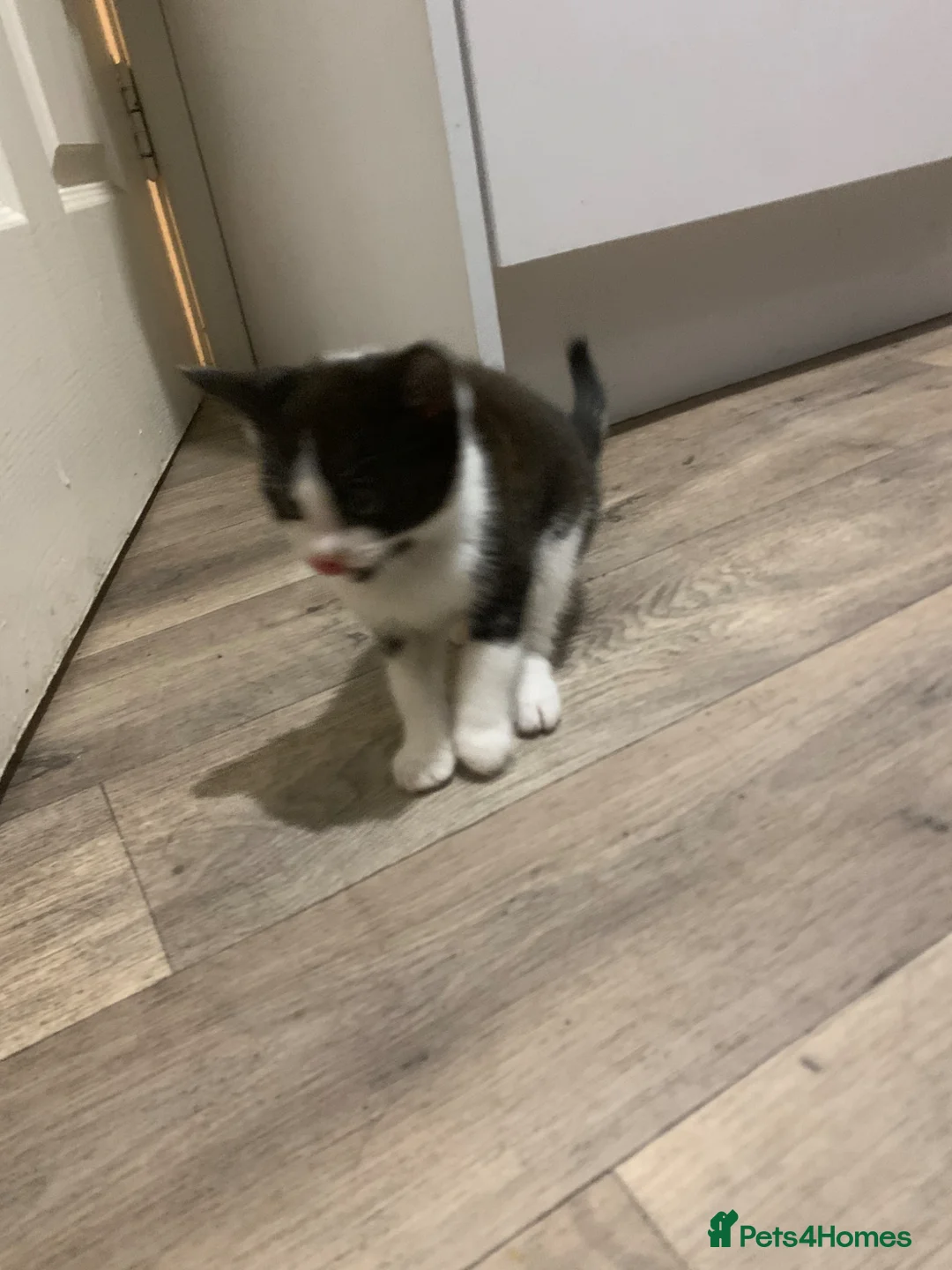 Mixed Breed cats for sale: Kittens - Advert 13