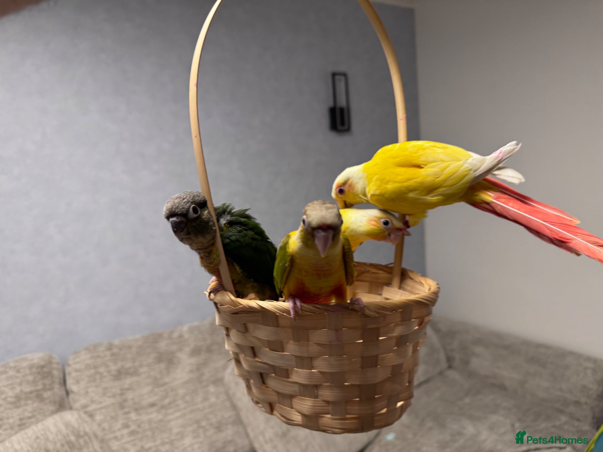 Conures birds Hand Reared Tame Baby Conures - Advert 1