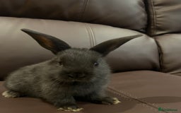 Mixed Breed rabbits for sale: Bunnies rabbits for sale - Image 3