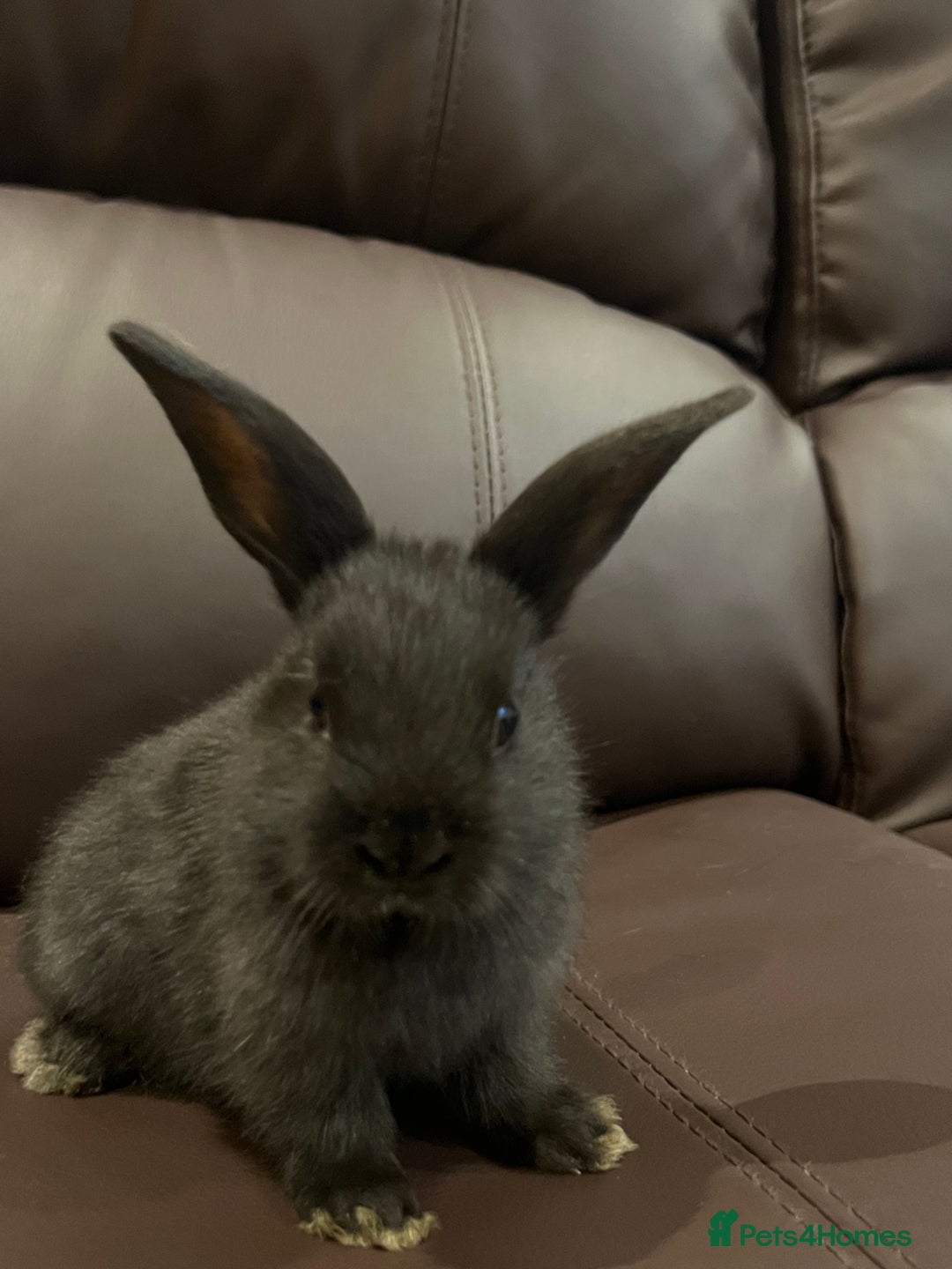 Mixed Breed rabbits for sale: Bunnies rabbits for sale - Image 3