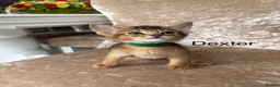 Abyssinian cats for sale: Beautiful abyssinian kittens - Advert 26