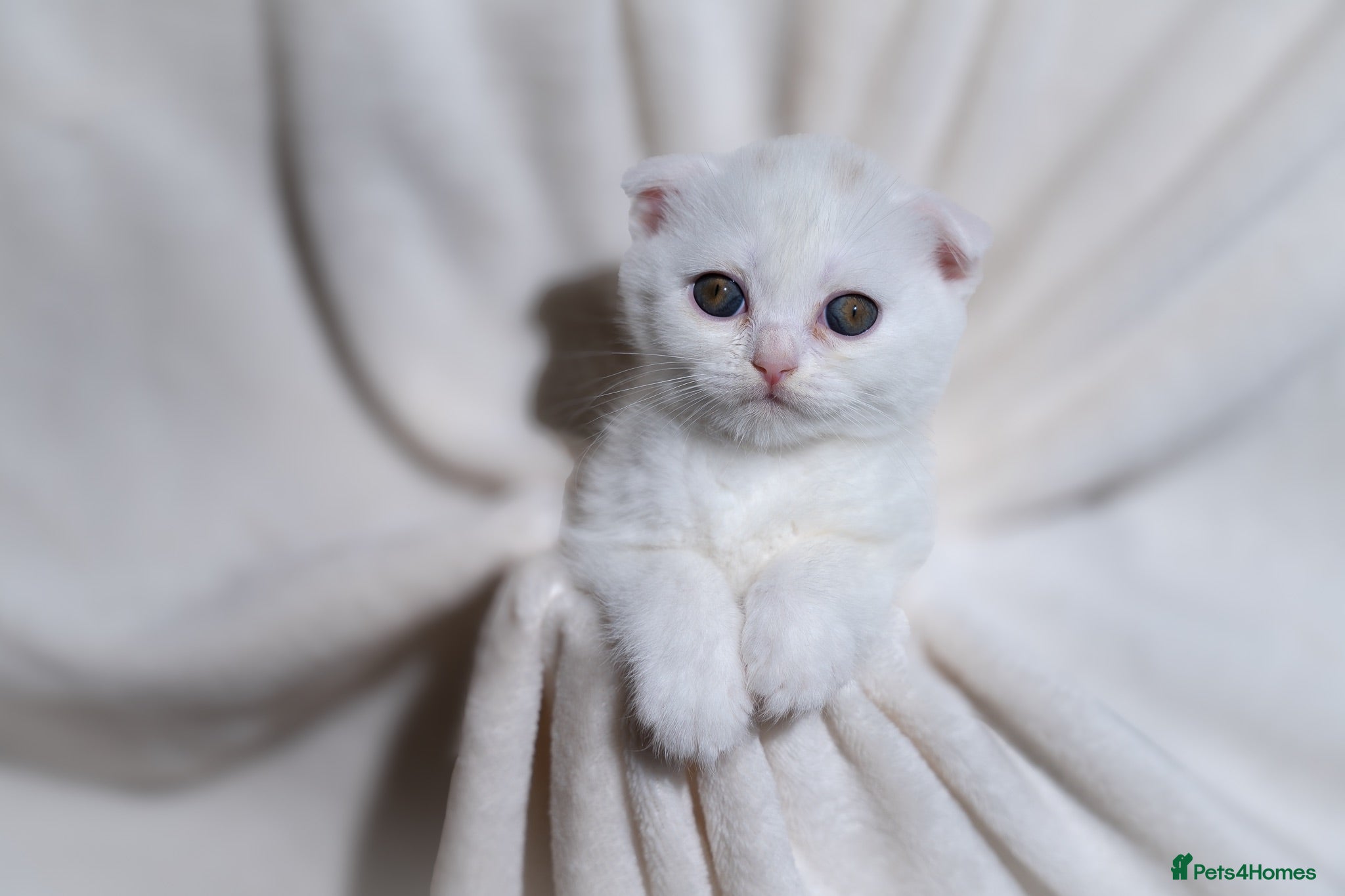 Scottish Fold cats Sottish Fold Beautiful kittens🐾 - £600 Each - Advert 1