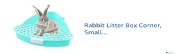 Mini Lop rabbits for sale: Mini Lops- 5 months old.  - Advert 10