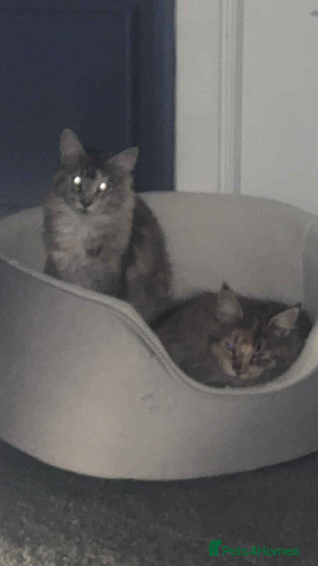 Maine Coon cats for sale: 2 mainecoon cats  - Advert 9
