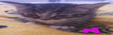 Mixed Breed Kitten 2