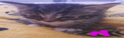 Mixed Breed cats for sale: Five gorgeous kittens  - Advert 9