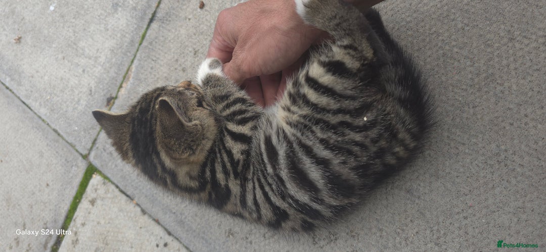 Bengal cats for sale: 5 females 1 male snow bengal kittens  - Image 7