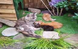 Maine Coon cats for sale: Maine Coon kittens for sale CF81  - Image 6