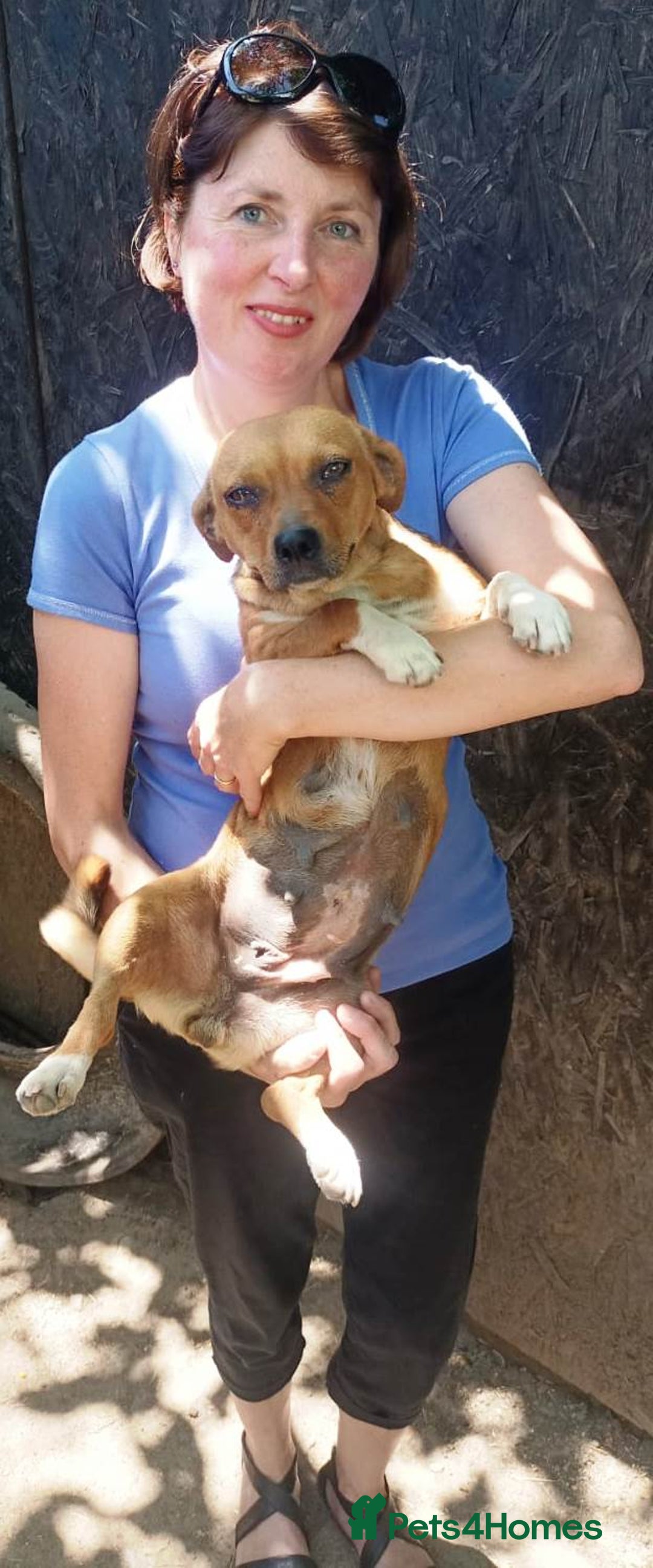 Mixed Breed dogs for adoption: LUCY, a Superb little Girl, for a Loving Home - Image 11