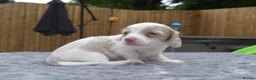 Miniature Dachshund dogs for sale: Long haired miniature dachshund  - Advert 6