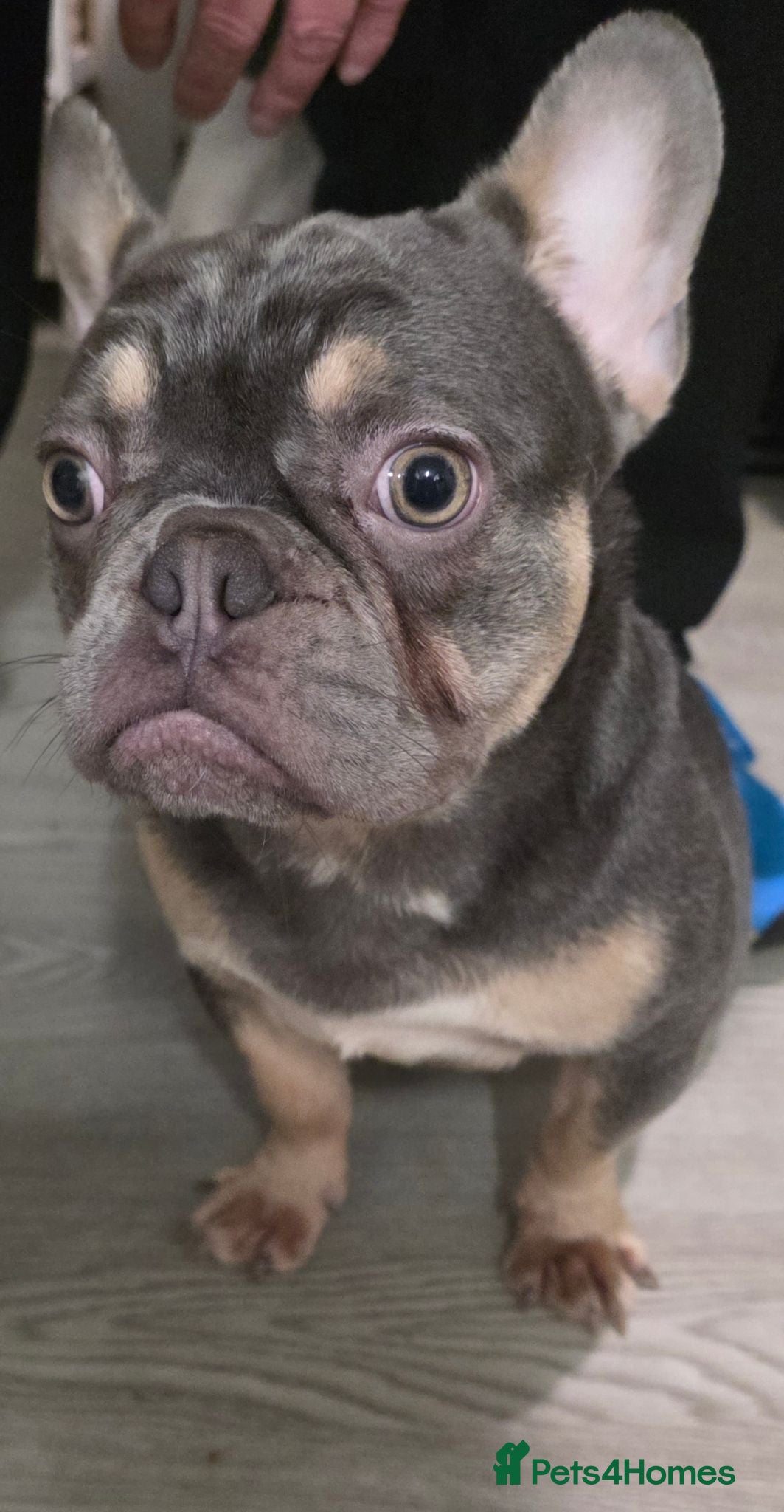 French Bulldog dogs 1 year old belle looking for forever home - Advert 7