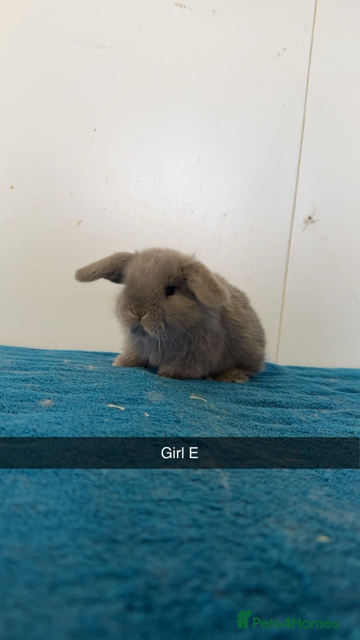 Mini Lop rabbits All reserved - next litters ready mid February  - Advert 1