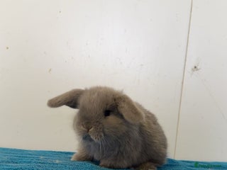 Mini Lop rabbits All reserved - next litters ready mid February - Advert 1