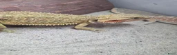 Bearded Dragon reptiles for sale: bearded dragons - Advert 11