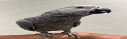Parrots birds for sale: Hand Reared African Grey 4 months with cage - Advert 3