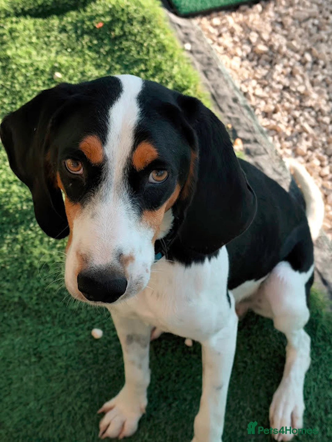 Mixed Breed dogs for adoption:  Hardy A Young Prince Hoping for His Forever Home in East Grinstead - Advert 2