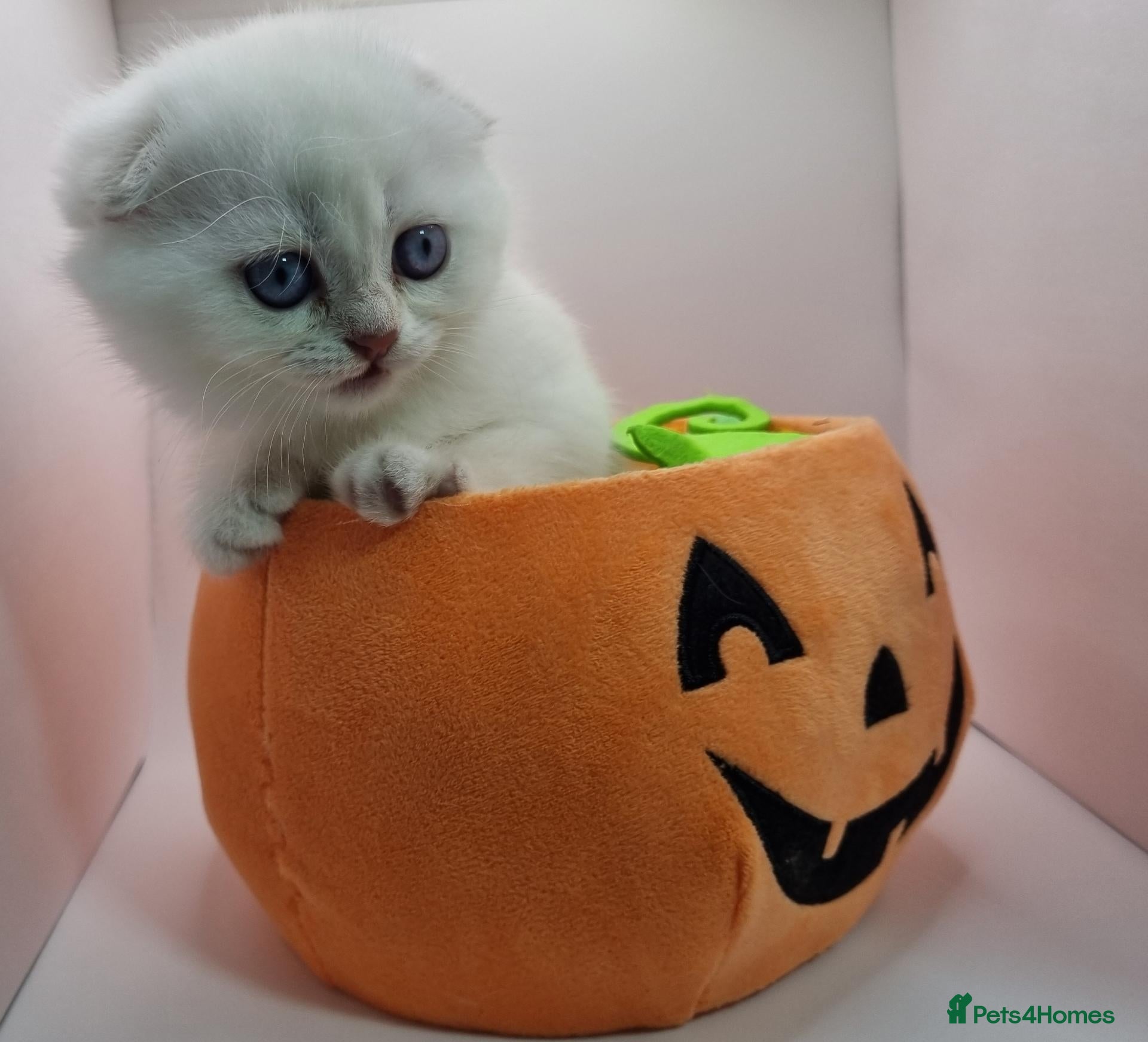 Scottish Fold cats Beautiful TICA Registered Scottish Fold Kittens - Advert 2