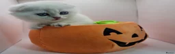 Scottish Fold cats for sale: Beautiful TICA Registered Scottish Fold Kittens - Advert 3