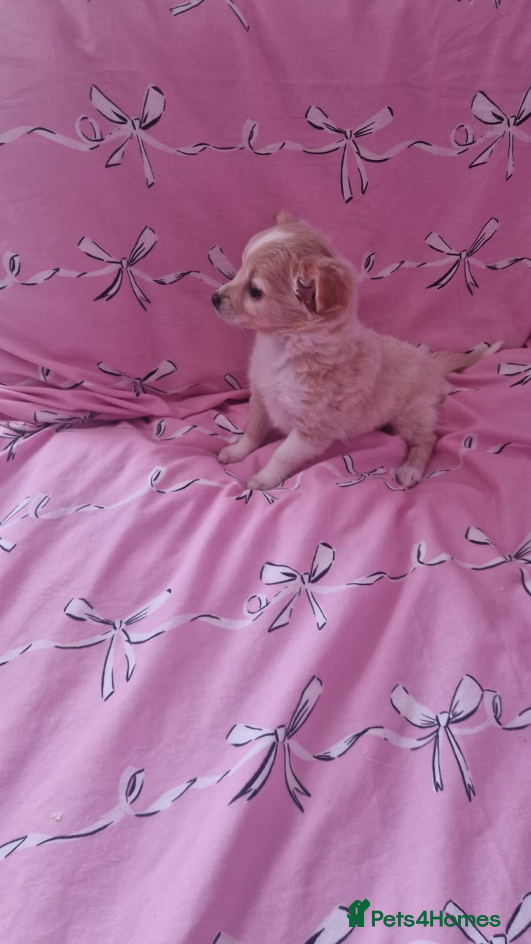 Chihuahua dogs for sale: Chihuahua puppies - Advert 8