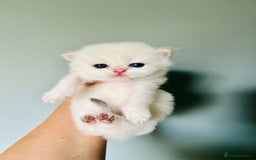 British Longhair cats for sale: 🐾🤩❤️Gold Angels - tiny stars 🐾❤️🐱 - Image 32