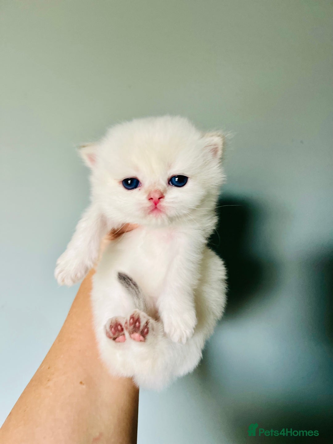 British Longhair cats for sale: 🐾🤩❤️Gold Angels - tiny stars 🐾❤️🐱 - Image 32