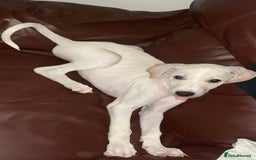 Mixed Breed dogs for sale: Lurcher  - Image 8