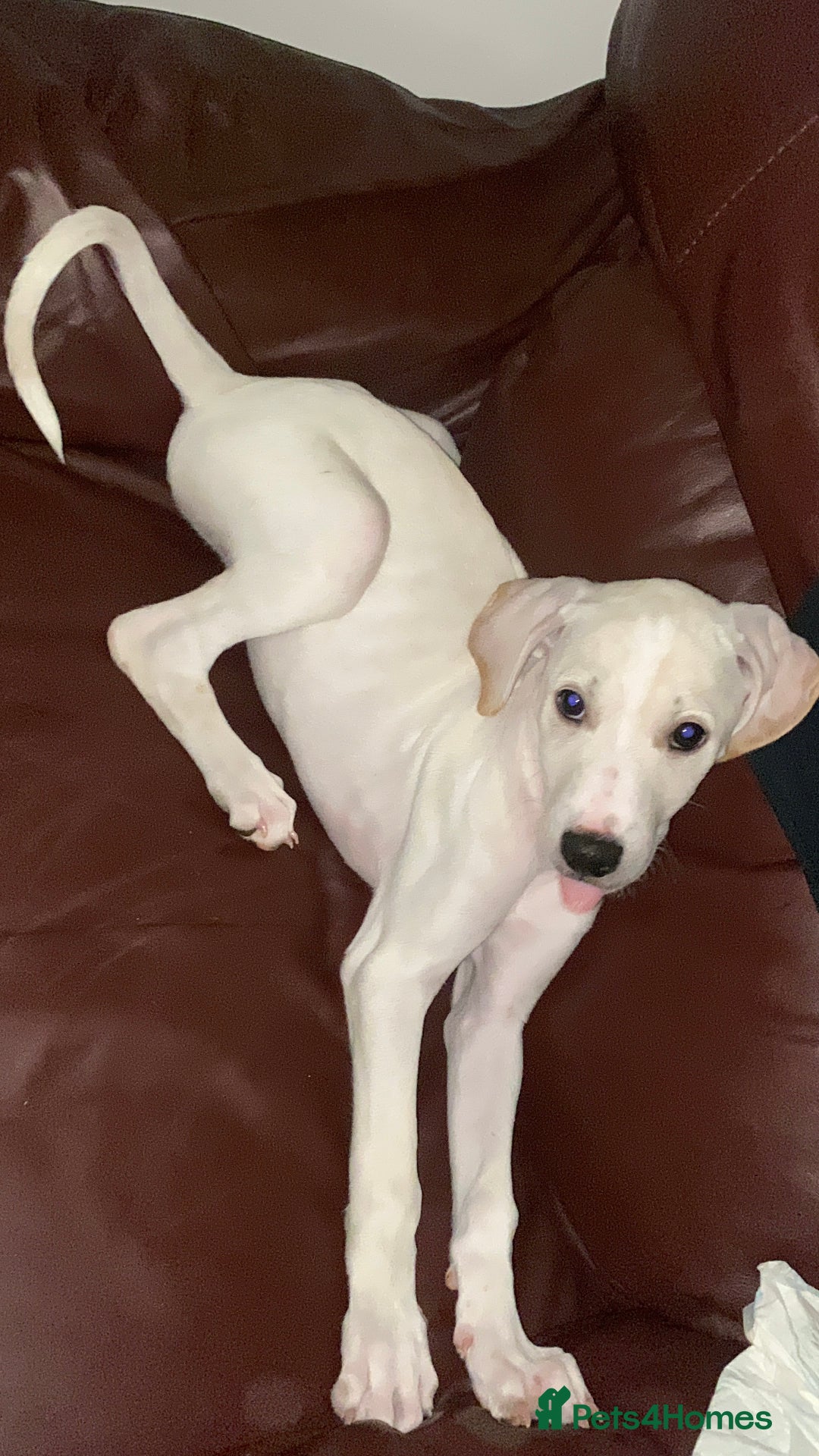 Mixed Breed dogs for sale: Lurcher  - Image 8