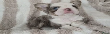 French Bulldog 2