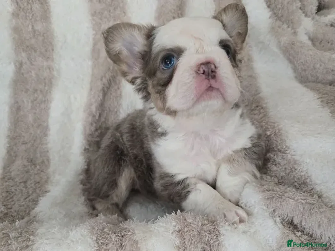 French Bulldog dogs for sale: Stunning liter of French Bulldog Puppies available in Plymouth - Advert 4