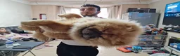 Chow Chow dogs for sale: Chow chow  - Advert 15
