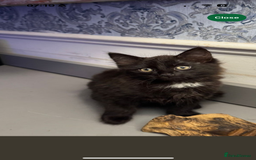 Mixed Breed cats for sale: Playful Kitten  - Image 5