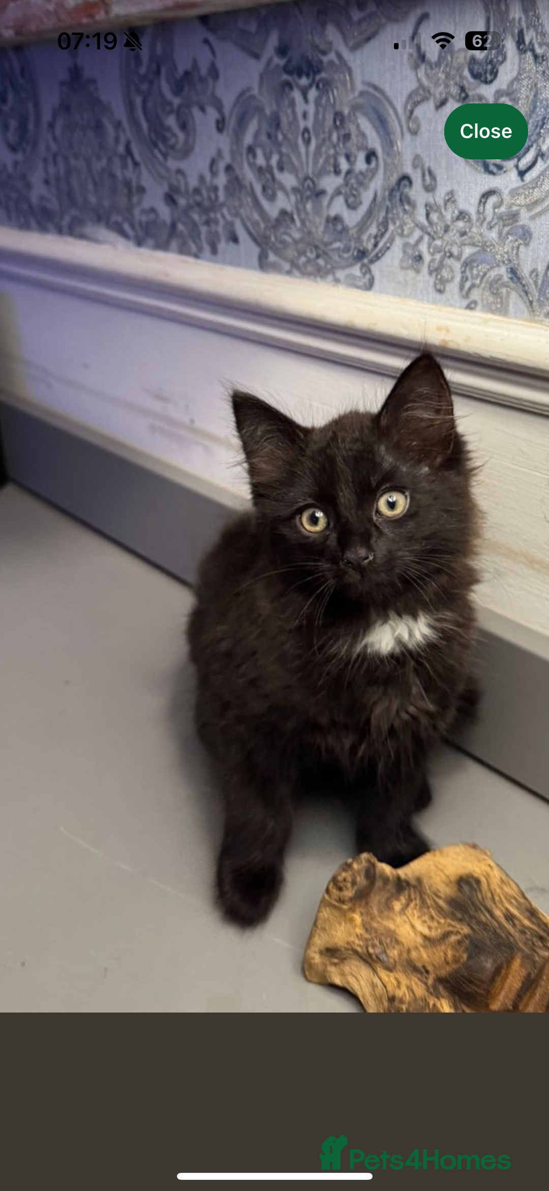 Mixed Breed cats for sale: Playful Kitten  - Image 5