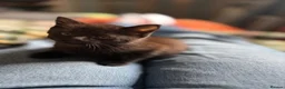 Mixed Breed cats for sale: Black and grey kitten  - Advert 3