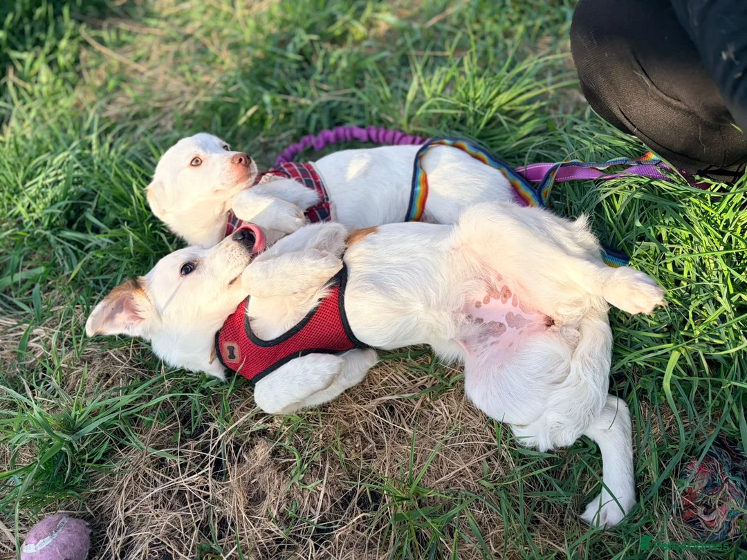 Mixed Breed dogs for adoption: ❤️🐶 AISY & BASIA –TWO LITTLE SUNBEAMS TOGETHER in Burton-on-Trent - Advert 2