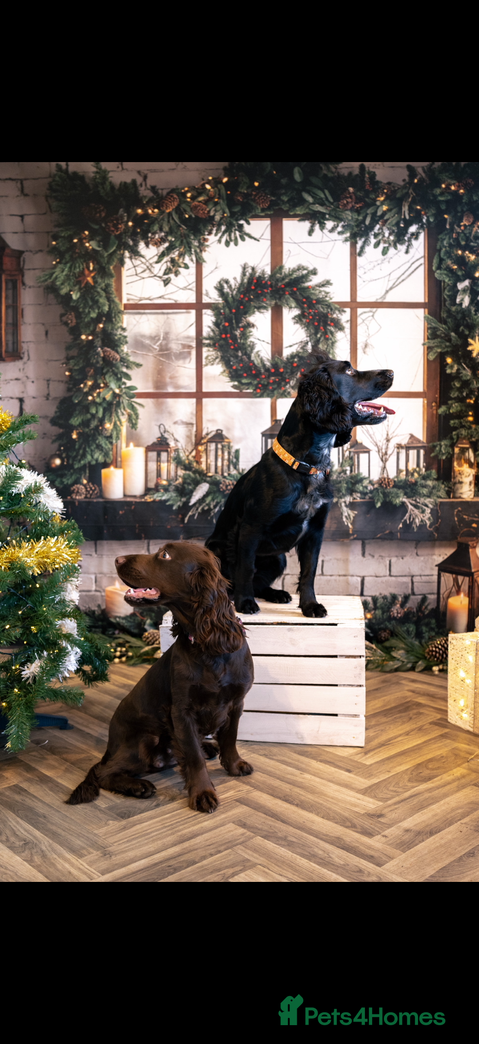 Cocker Spaniel dogs Cocker spaniel puppy’s  - Advert 1