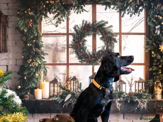 Cocker Spaniel dogs Cocker spaniel puppy’s - Advert 2