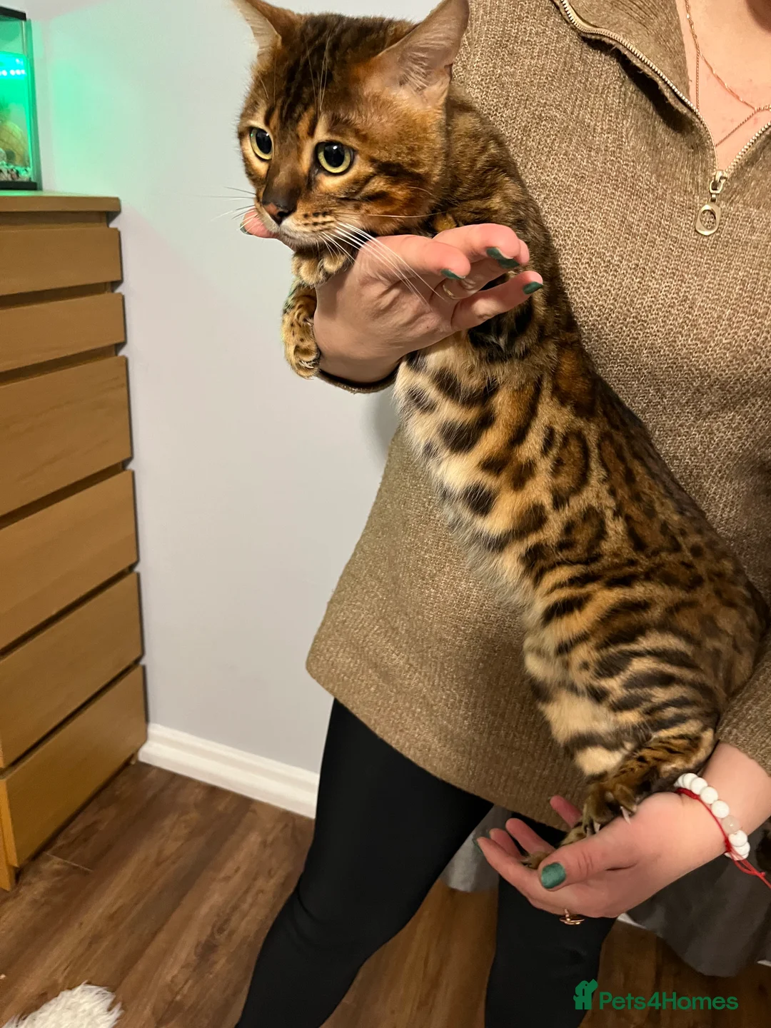 Bengal cats for stud: Adorable pure Bengal boy❤️ for stud in Purfleet - Advert 5