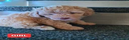 Mixed Breed dogs for sale: Absolutely stunning F1 poodle pups - Advert 12