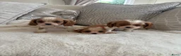 Cavalier King Charles Spaniel dogs for sale: Cavalier King Charles pups - Advert 13