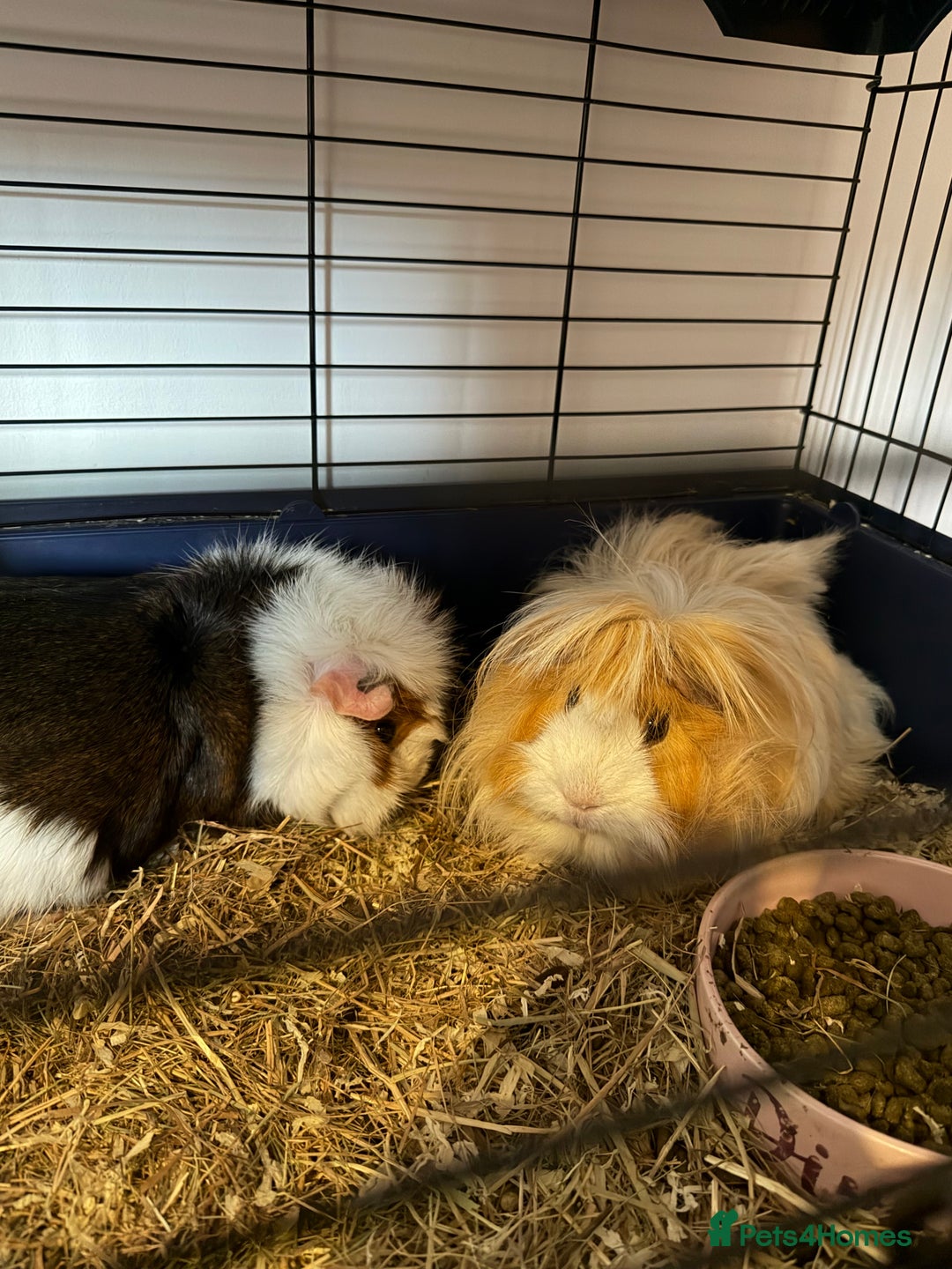 Guinea Pig rodents for sale: 2 female guinea pigs  - Advert 2