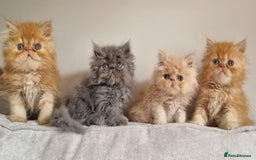 Persian cats for sale: Stunning Persian babies  - Image 2