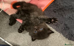 Mixed Breed cats for sale: Social loving ragdoll cross fluffy black blue eyes - Image 14