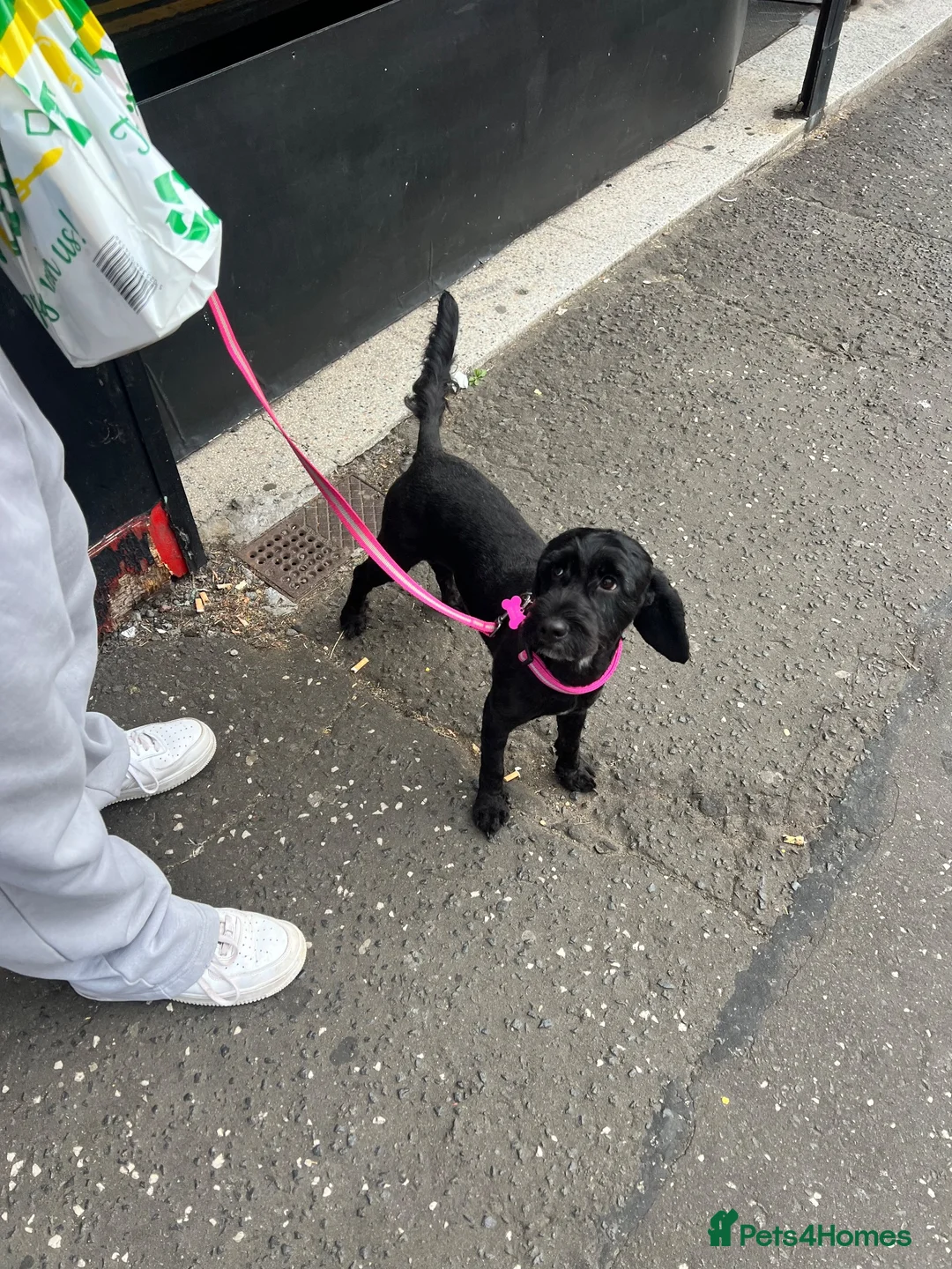 Cavapoo dogs for sale: 1year old Cavapoo  in Johnstone - Advert 2