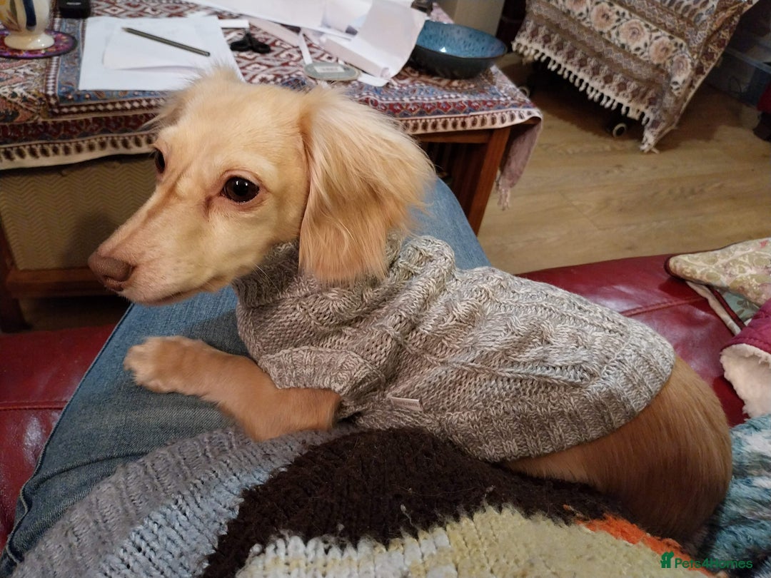 Miniature Dachshund dogs for sale: KC Cream long haired miniature dachshund  - Image 2