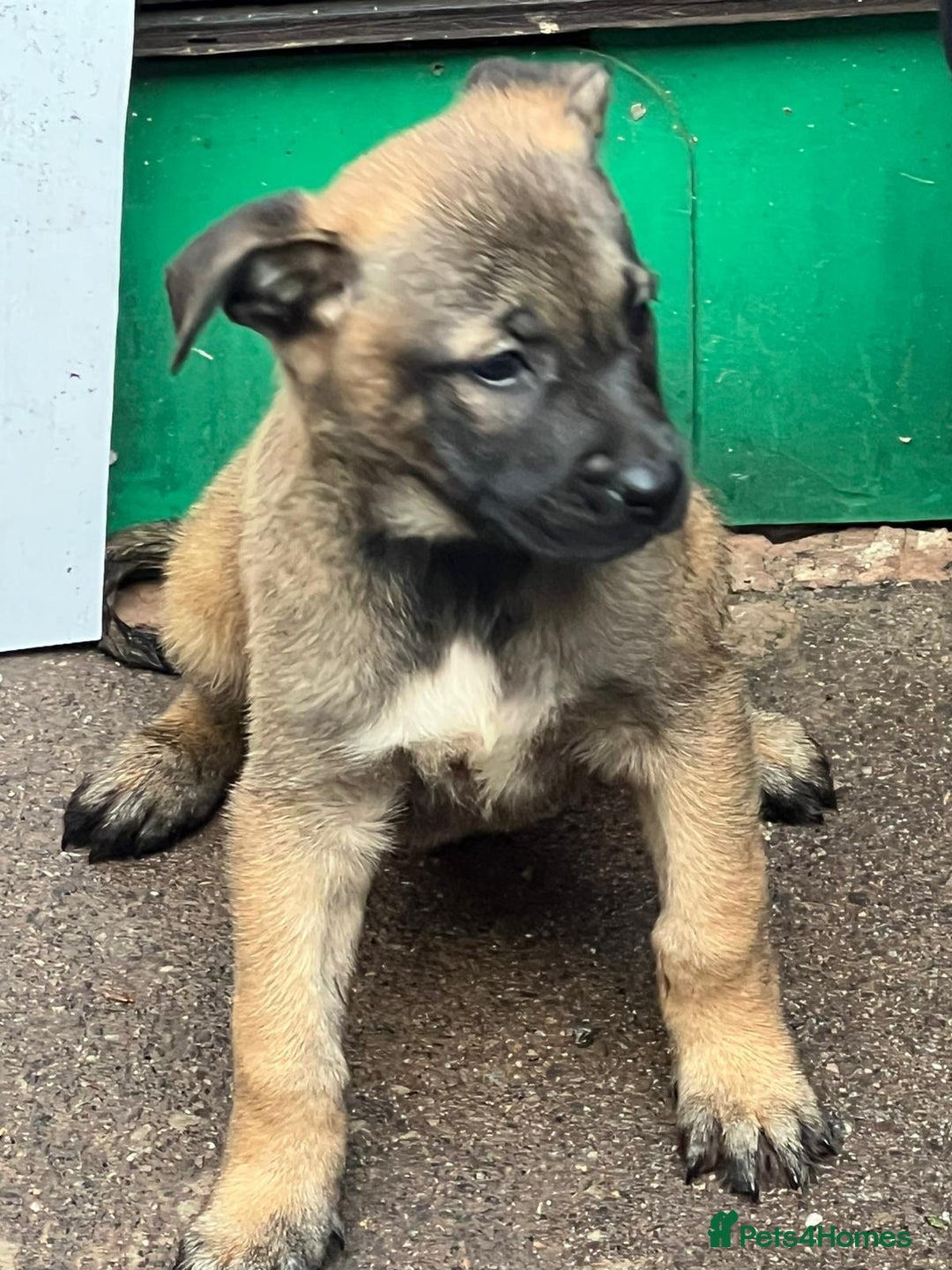 Belgian Shepherd Dog dogs for sale: Belgium Malinois pups for sale - Advert 9