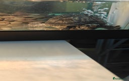 Turtle reptiles for sale: 2 musk turtle setup  - Image 2