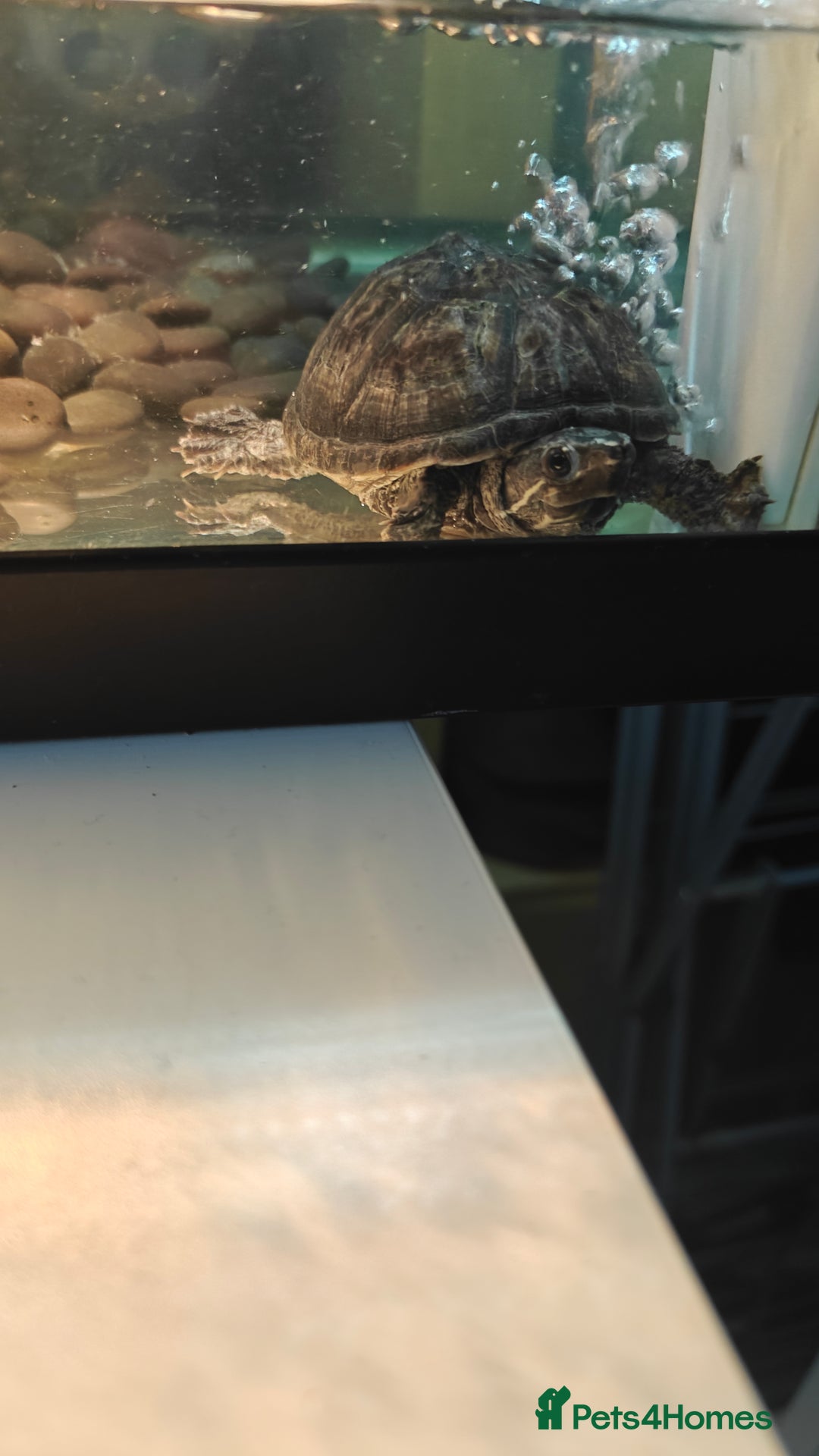 Turtle reptiles for sale: 2 musk turtle setup  - Image 2