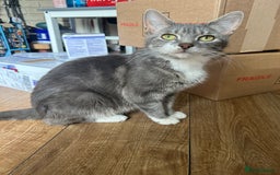 British Shorthair cats for sale: British short mix kitten  - Image 8