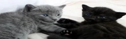 Bombay cats for sale: 2 Bombay mixed kittens - Advert 15