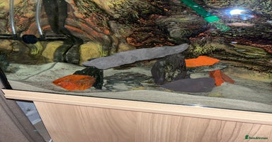 Cichlids fish - Advert 3